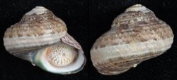 Turbo cidaris natalensis