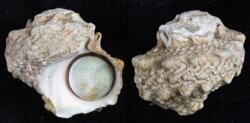 Lunella coronata