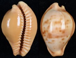 Propustularia surinamensis