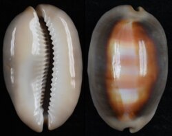 Lyncina ventriculus
