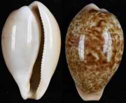 Schilderia achatidea inopinata