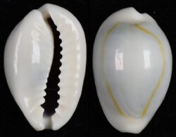 Monetaria annulus
