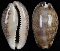 Pseudozonaria nigropunctata