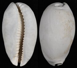 Siphocypraea problematica