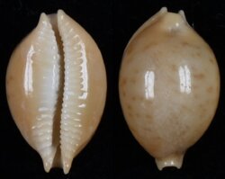 Pustularia globulus brevirostris
