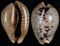 Muracypraea mus mus