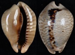 Muracypraea mus mus