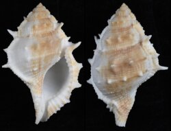 Bufonaria perelegans