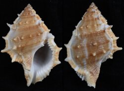 Bufonaria perelegans