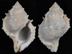 Bufonaria perelegans