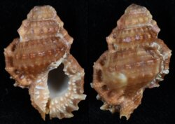 Bursa corrugata ponderosa