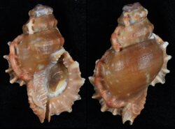 Bursa corrugata pustulosa