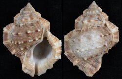 Bufonaria crumena crumena