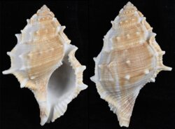Bufonaria perelegans
