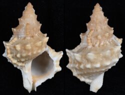 Tutufa rubeta