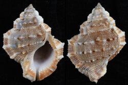 Bufonaria crumena crumena