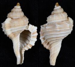 Cymatium tripum