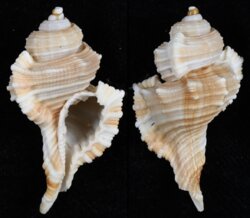 Cymatium tripum