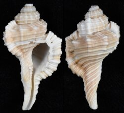 Cymatium tripum