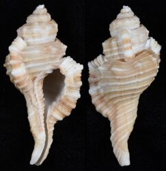 Cymatium tripum