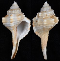 Cymatium testudinarium