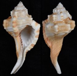 Cymatium testudinarium