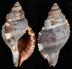 Cymatium pileare