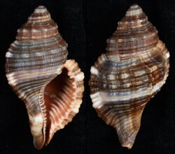 Cymatium pileare