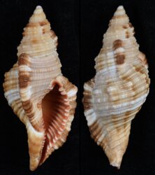 Cymatium pileare