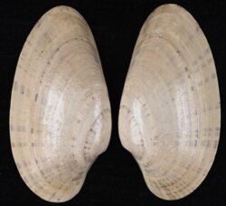 Macrocallista nimbosa