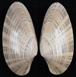 Macrocallista nimbosa