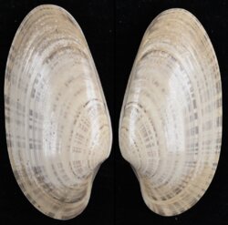 Macrocallista nimbosa