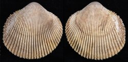 Dallocardia quadragineria