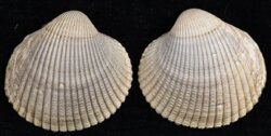 Dallocardia quadragineria