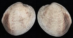 Periglypta puerpera