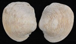 Periglypta listeri