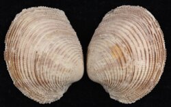 Antigona chemnitzii
