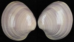 Amiantis purpurata