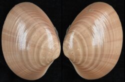 Callista chione