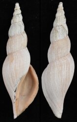 Fusivoluta clarkei