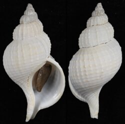 Fusitriton magellanicus murrayi