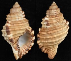 Cymatium parthenopeum