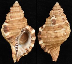 Cymatium parthenopeum