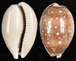 Lyncina vitellus fma dama