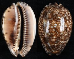 Mauritia arabica immanis