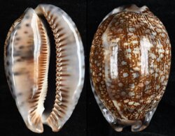 Mauritia arabica immanis