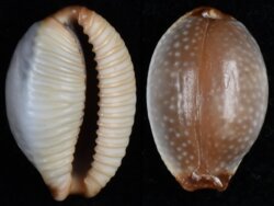 Staphylaea staphylaea nolani