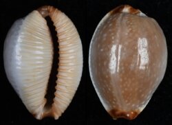 Staphylaea staphylaea nolani