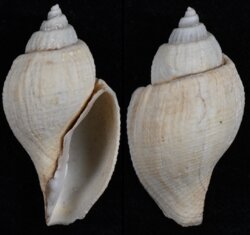 Athleta lutosa