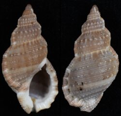 Bursa granularis fma alfredensis